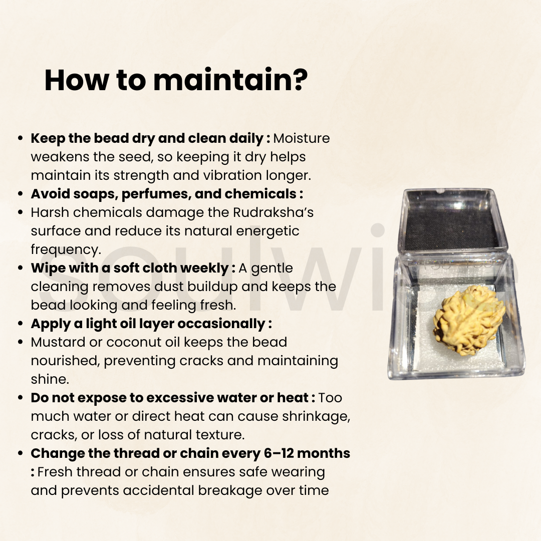 Premium 3 Mukhi Rudraksha | Natural & Lab Certified | Energized for Courage & Confidence | Comes in Box.