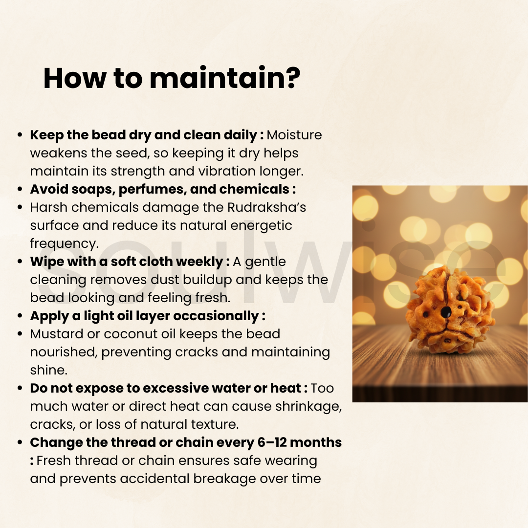 Natural 3 Mukhi Rudraksha | Genuine Nepali Three Mukhi Rudraksha Bead for Confidence, Health & Positivity | Energized & Ready to Wear