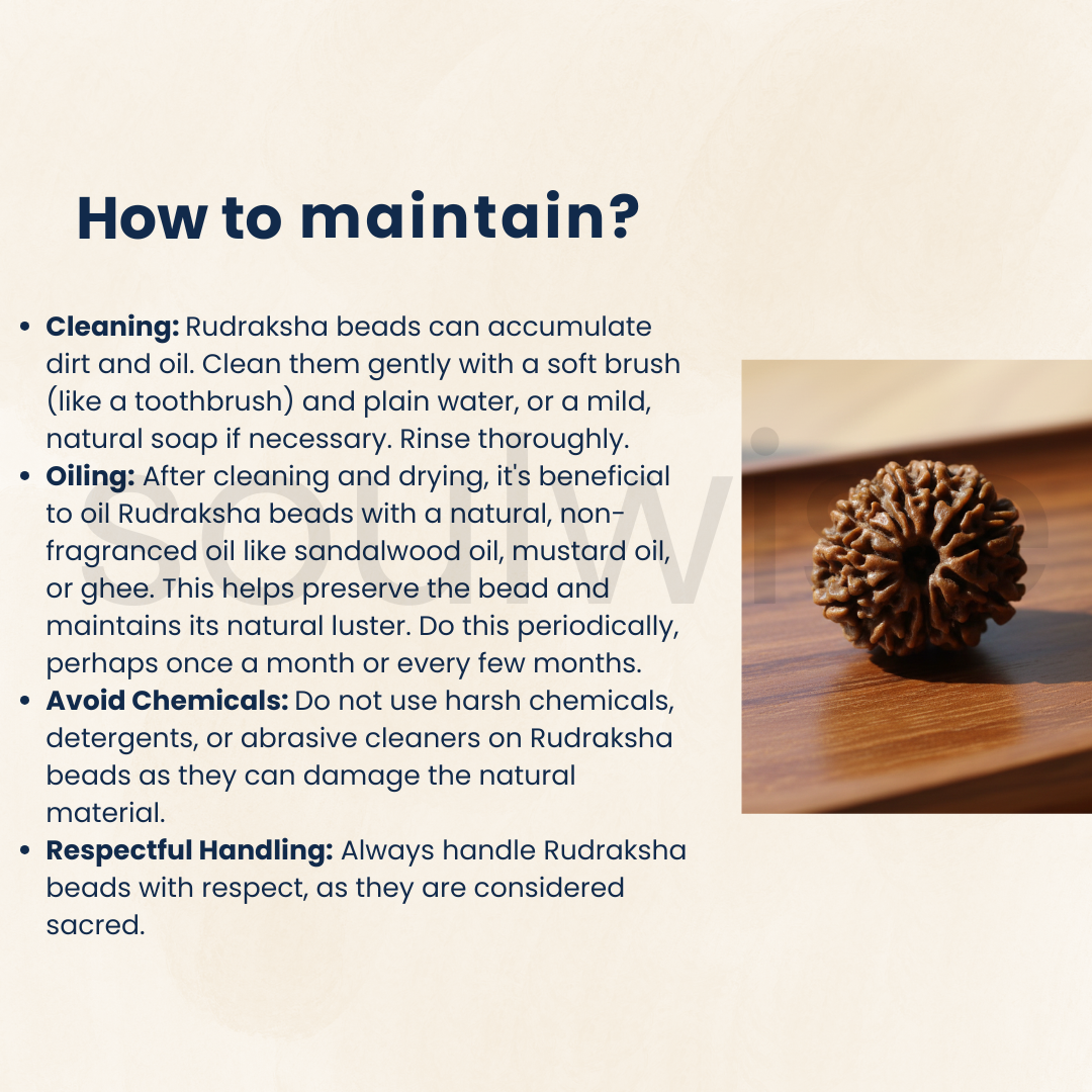 Natural 12 Mukhi Rudraksha (Nepal Origin) | Twelve Face Rudraksha for Confidence, Leadership & Success | Certified & Energized