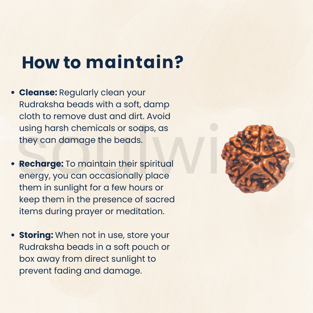 Natural 5 Mukhi Rudraksha | Panch Mukhi Rudraksha with Lab Certificate & X-Ray Report