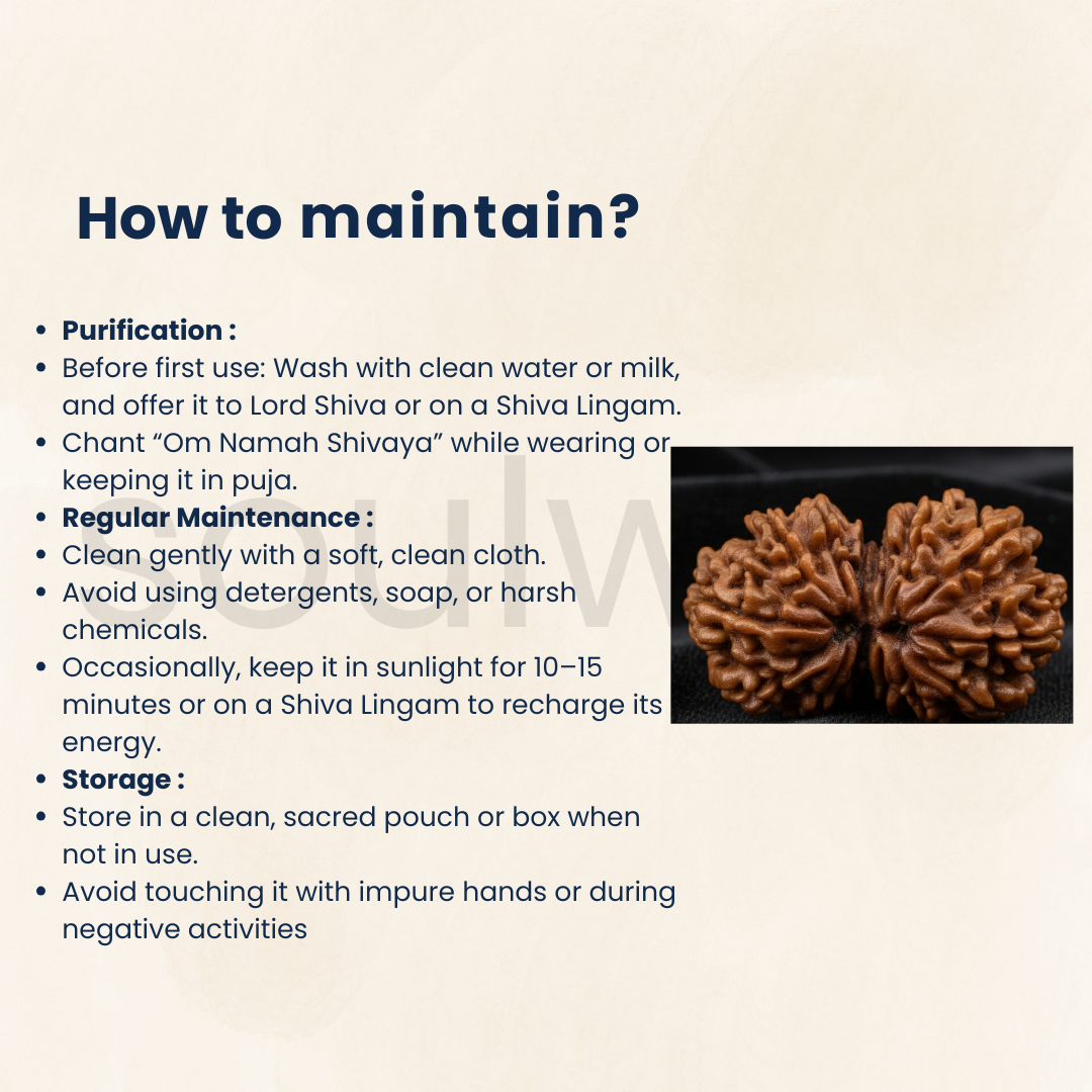 Antique Collector Size, 14 Mukhi Gauri‑Shankar Rudraksha (Nepali Origin, Premium Bead).