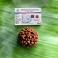 5 Mukhi Rudraksha, Certified