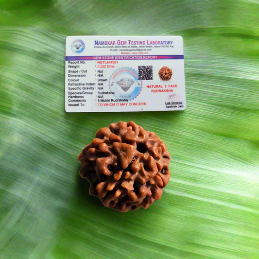 5 Mukhi Nepali Rudraksha — Certified Authentic Panch-Mukhi Spiritual Bead for Meditation & Protection.