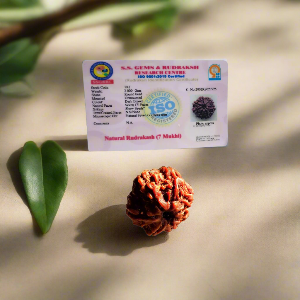 7 Mukhi Rudraksha